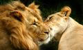 Feline love
