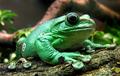 Kermit