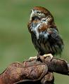 Male Northern Pygmy Owl (Glaucidium californicum)