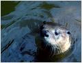 Canadian Otter