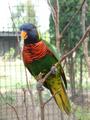 Rainbow Lory