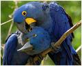 The Grooming Habits of Hyacinth Macaws