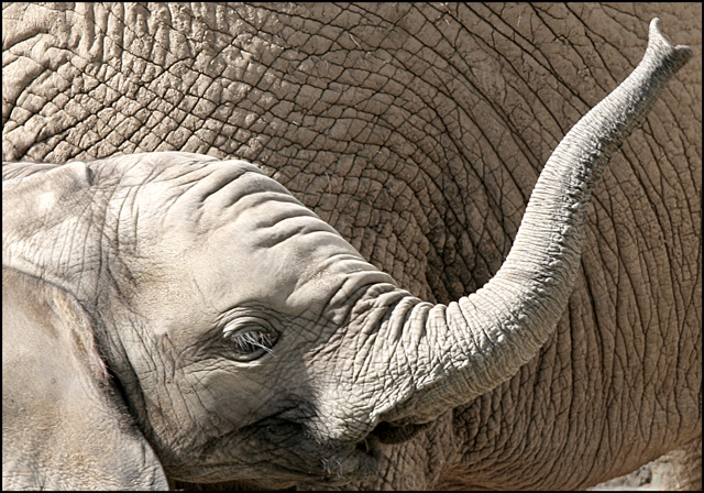 Trunk Call