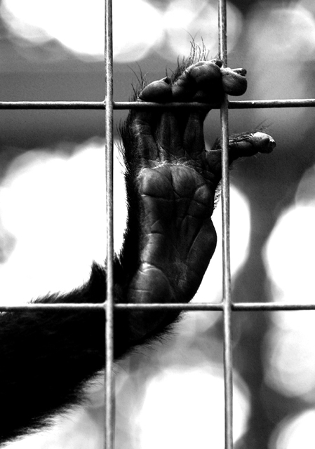 caged