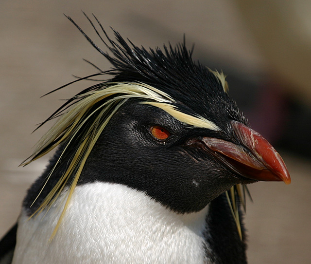 The Rockhopper
