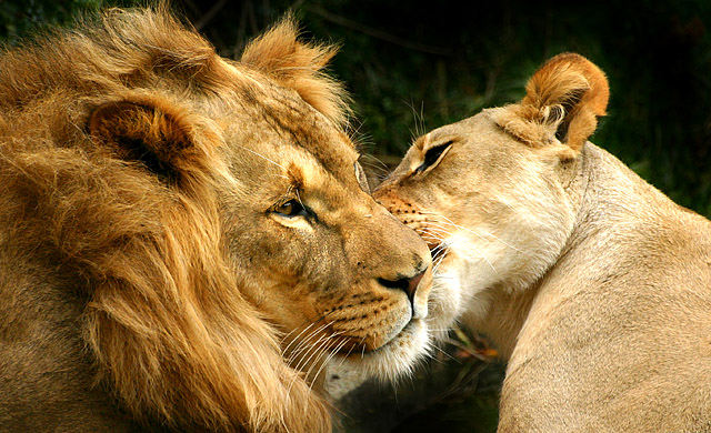 Feline love