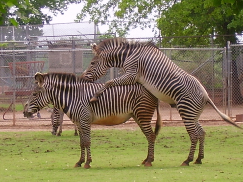 Zebras