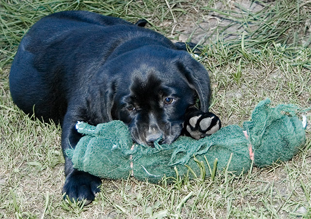 Springerdor Pup