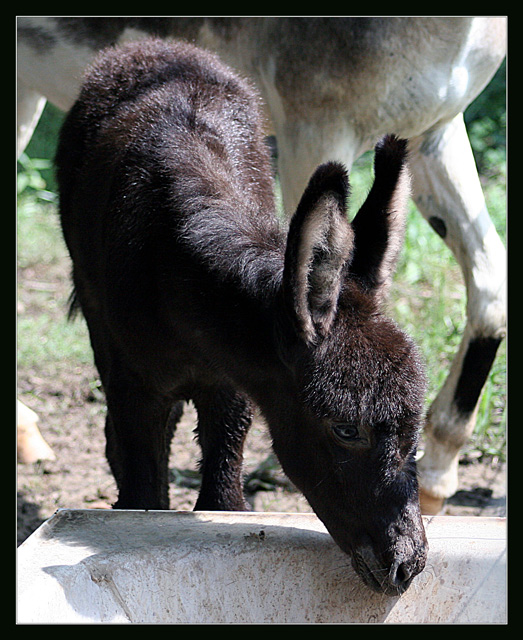 Baby EEEEEEE AWWWWWWWWWWW (3 days old)