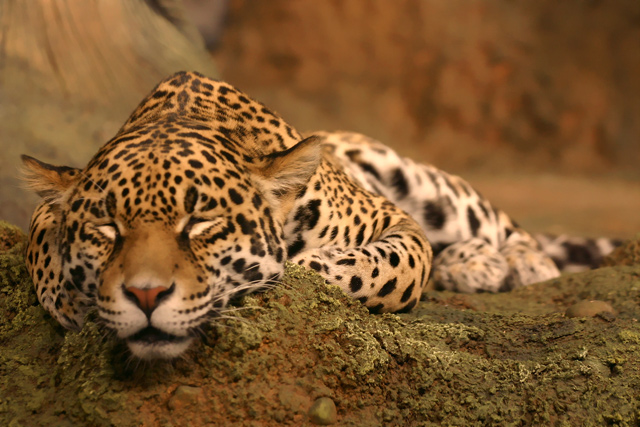 Loungin' Leopard