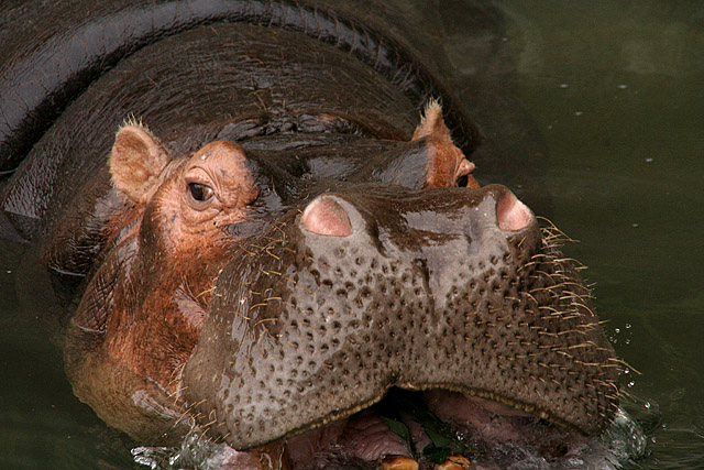 Hippopotamus