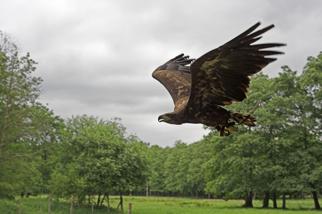 Eagle Flight