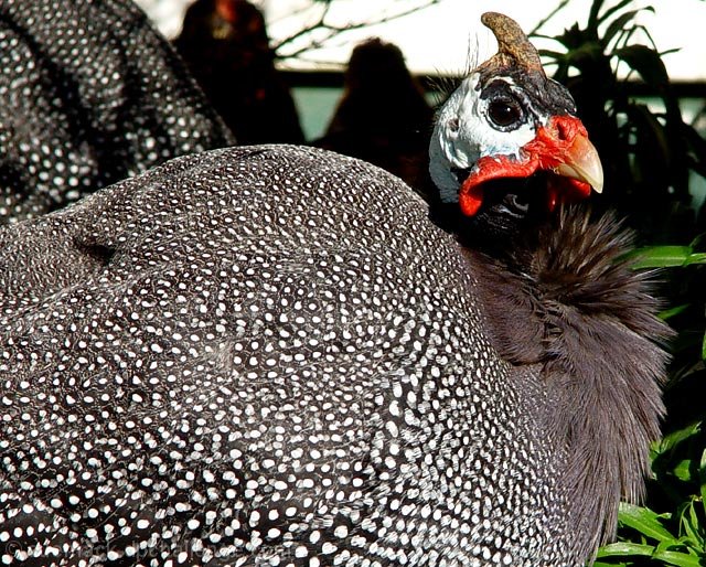 guineafowl....weird, wacky but wonderful!