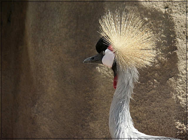 East African Crowned Crane