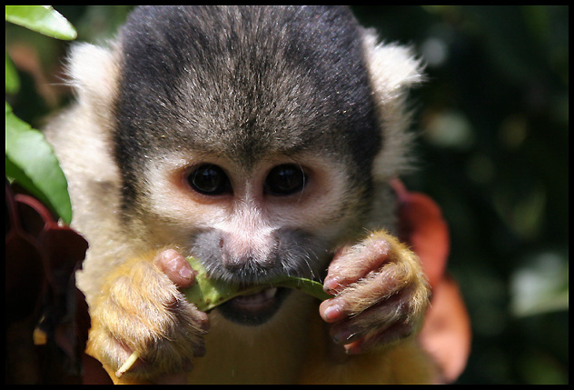 Leaf Nibbler