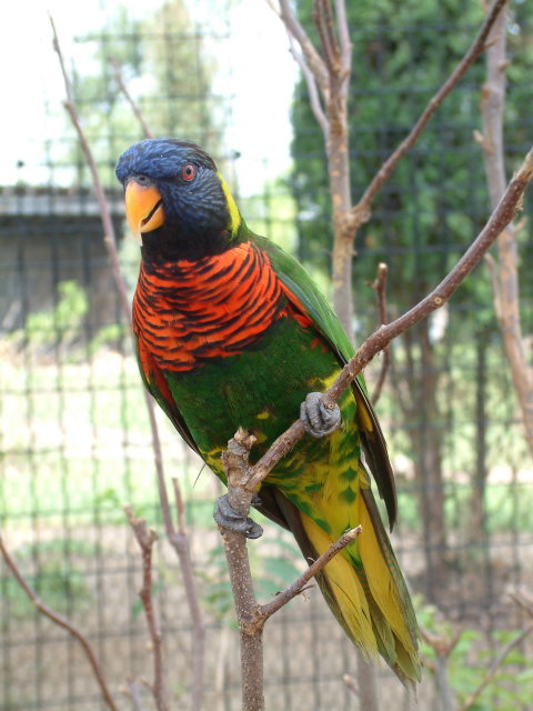 Rainbow Lory