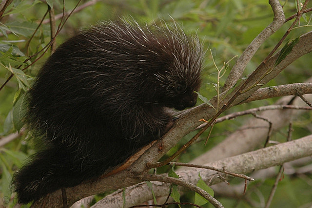 Baby Porcupine in a Tree