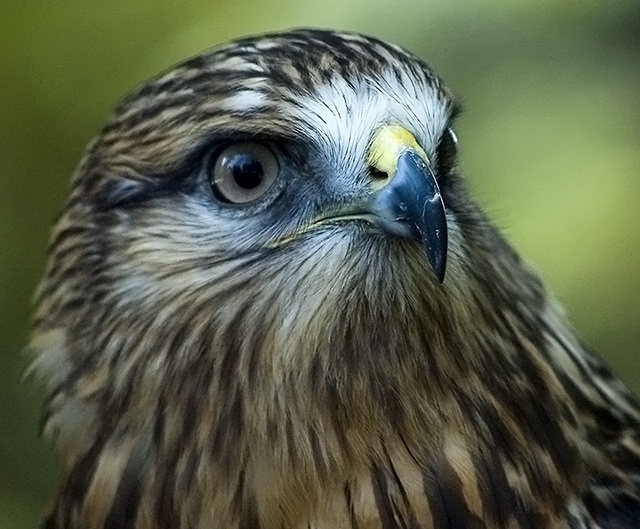 Hawk On The Look Out