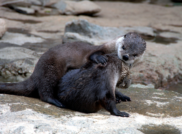 Otters Are Us