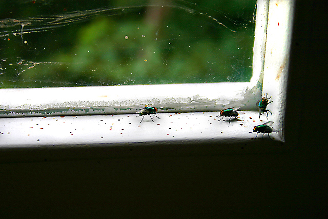 Flies on Display