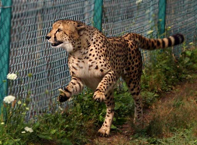 Cheetah Pouncing