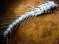 Organic matter