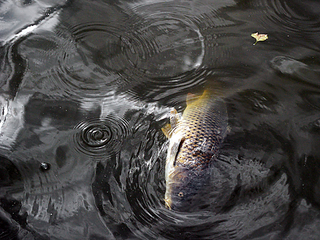 Dead Trash Fish In Polluted Water