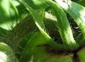 Hairy Tomato stem