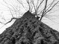Climb of Life