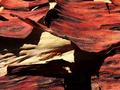 Tree Bark