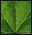 Green Veins