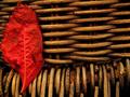 one leaf left
