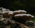 Natures Touch