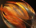 Feathers