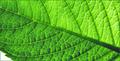 Shades of Green