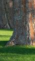 Bark & Grass