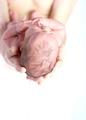 The warm soft touch of a new born baby