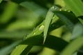 Dewdrops