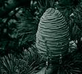 Basket Weave
