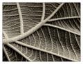 Complexities of a simple leaf