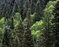 Aspen Fir