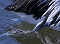 Pelican Paddle