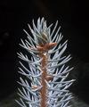 Colorado Blue Spruce - Not Soft