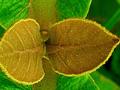 Granular leaf