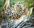 dead thistle