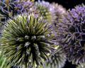 Globe Thistles