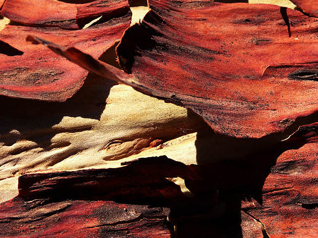 Tree Bark