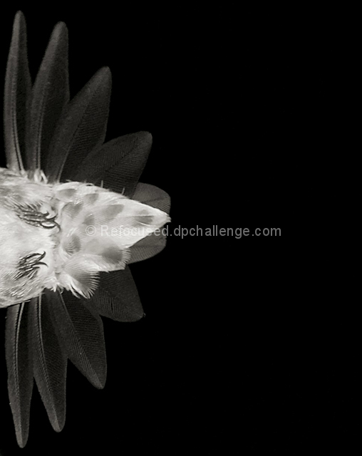 A Hummingbird's Tail