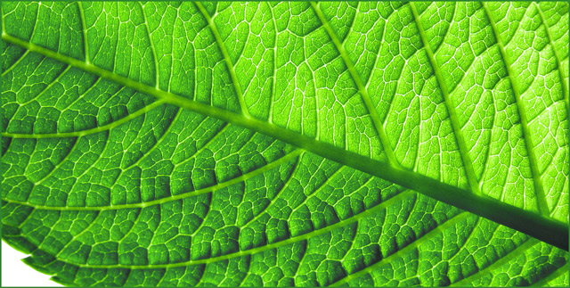 Shades of Green