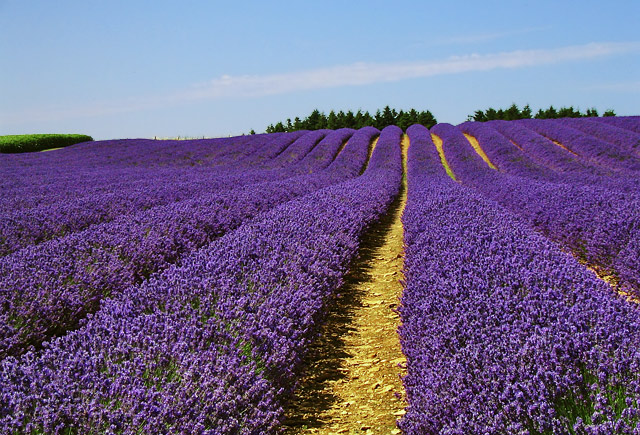 Lavender's Blue (Dilly Dilly)